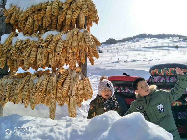 查雪村最新项目，乡村振兴与文旅融合的新里程碑